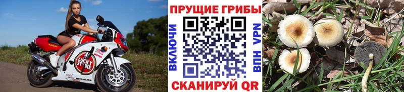 mega как войти Чаплыгин Псилоцибиновые грибы MAGIC MUSHROOMS